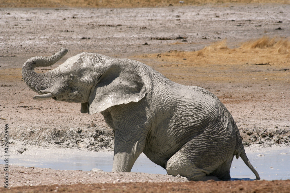 Fototapeta premium Namib elephant having fun covering its self with mud to protect from bugs and the sun. protective layer. Etosha Salt pans in Namibia