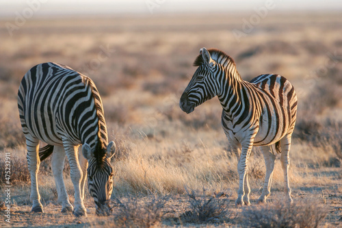 Zebra togetherness  2 zebra together protecting each other in a couple form showing love to each other. Etosha Nature Reserve in Namibia