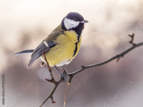 Cute bird Great tit, songbird sitting on a branch without leaves in the autumn or winter. © Dmitrii Potashkin