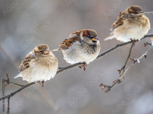 Three Sparrows sits on a branch without leaves. photo