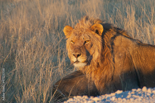 Fototapeta Naklejka Na Ścianę i Meble -  Proud lion laying down in the grass soaking up the morning sun in Etosha Nature reserve in Namibia