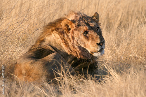 Scar faced lion laying down in the grass land waiting for prey and food. Etosha nature reserve in Namibia