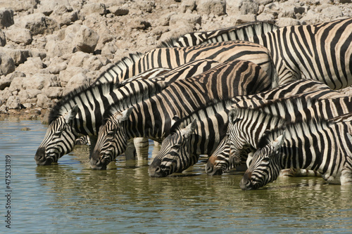Zebra Drinking water at a waterhole in Etosha Salt pans in Namibia