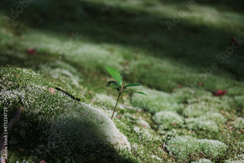 Kyoto,Japan - November 18, 2021: A new sprout coming from moss covered soil 