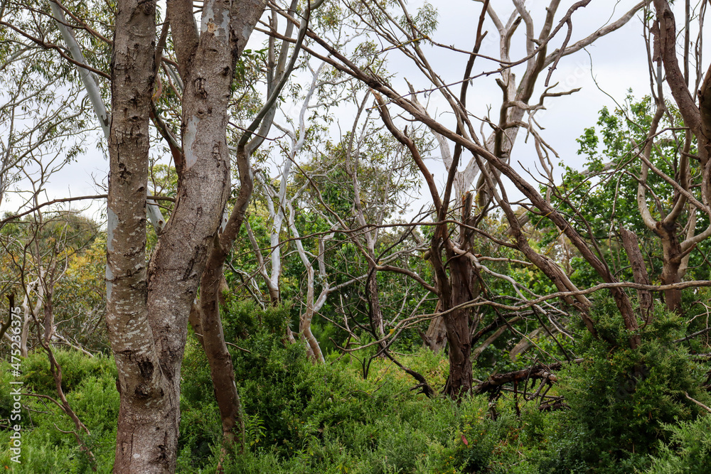 Fototapeta premium tree in the forest