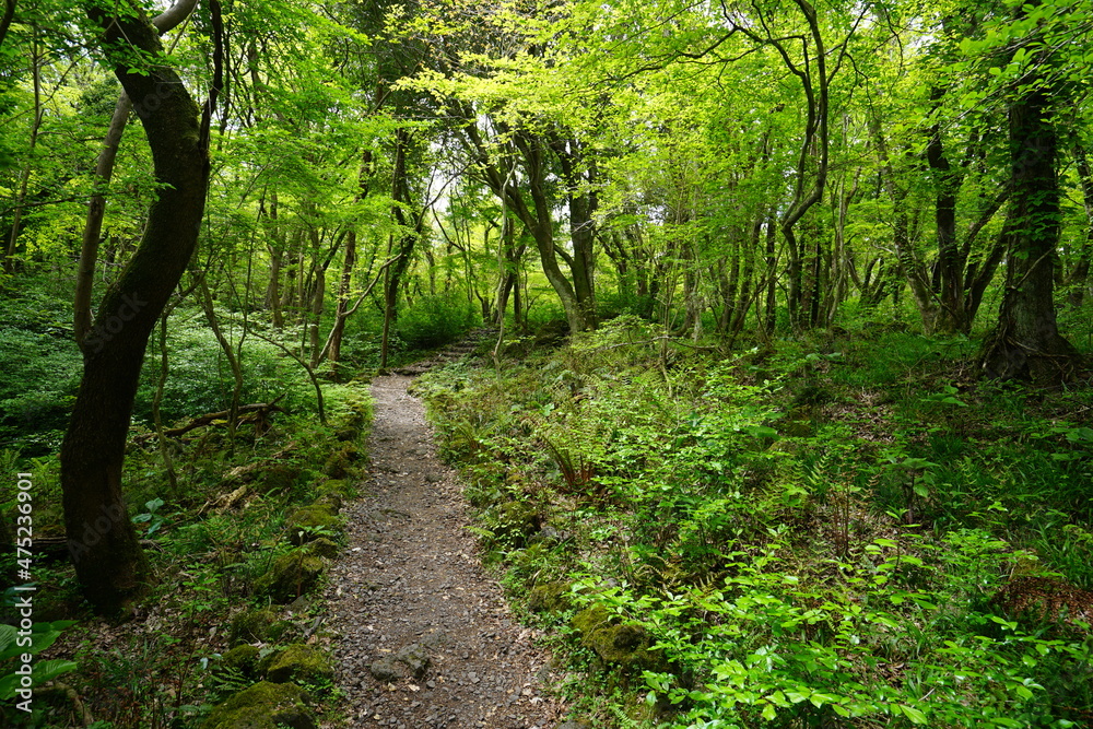 a refreshing spring forest in the sunlight