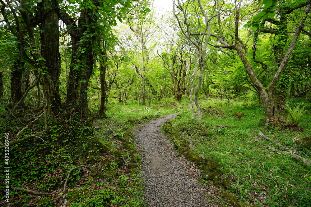 a dense green forest with a path