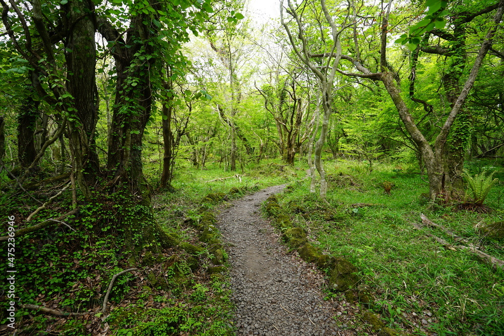 a dense green forest with a path a dense green forest with a path