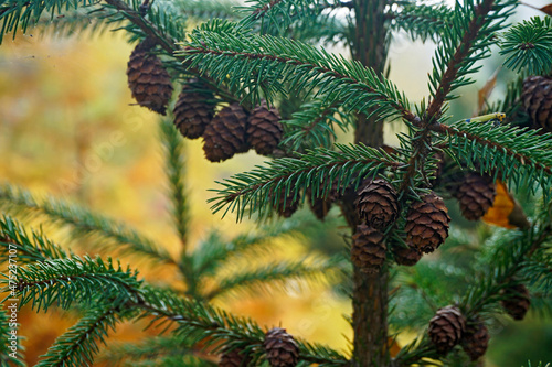 spruce, needleleaf, evergreen, cone