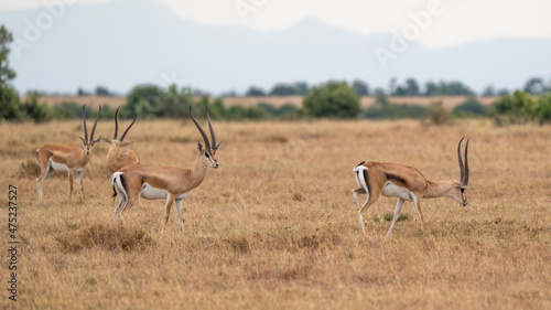 Impala (Aepyceros melampus) Maasai Mara, Kenya.