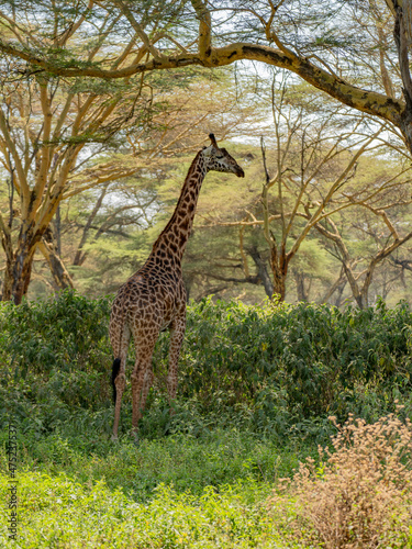 Giraffe in front Amboseli national park Kenya masai mara. Giraffa reticulata  sunset.