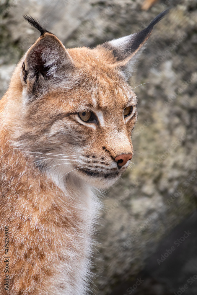 Portrait of The Eurasian lynx close-up, lat. Lynx lynx