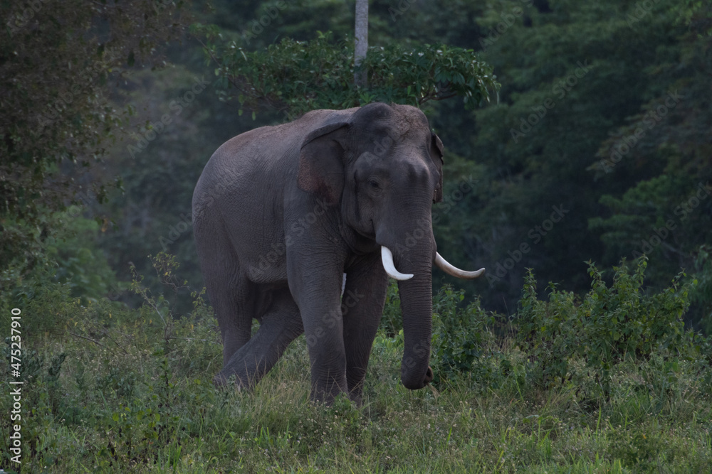 Obraz premium asian wild elephant