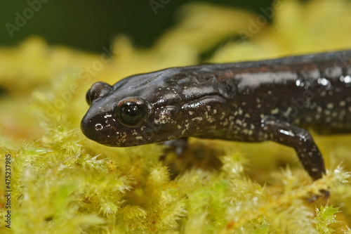 Facial closeup on the endangered Del Norte Salamander, Plethodon elongatus photo