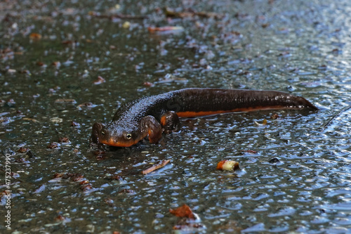 Closeup on a adult  male roughskinned newt, Taricha granulosa crossing the road photo