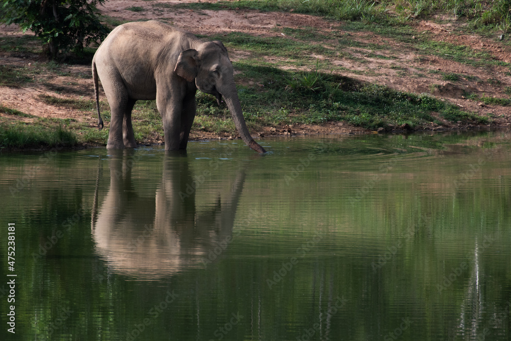 Fototapeta premium asian wild elephant