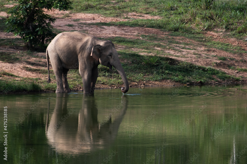 Fototapeta premium asian wild elephant