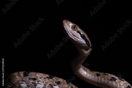 Dog-toothed Cat Snake (Boiga cynodon)