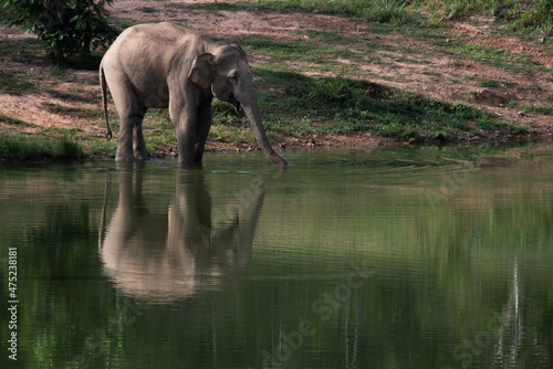 asian wild elephant