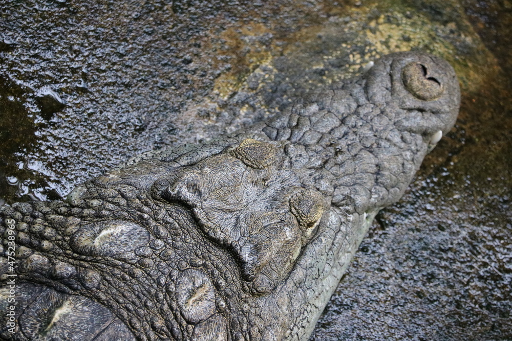 Obraz premium ナイルワニ