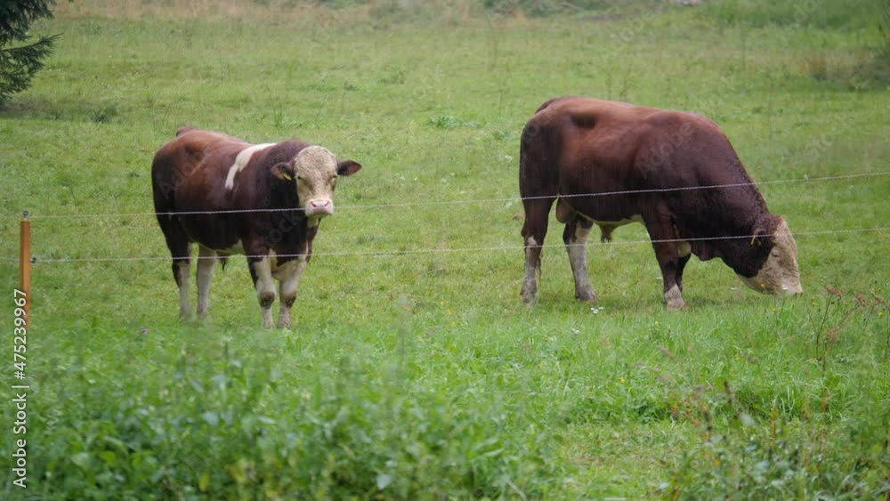 Static shot of a grazing couple of bulls feeding on wet green grass field on cloudy rainy day. Static shot of a grazing couple of bulls feeding on wet green grass field on cloudy rainy day.