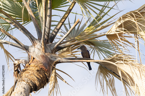 Eine Strichelracke sitzt in einer Palme und sieht herunter photo