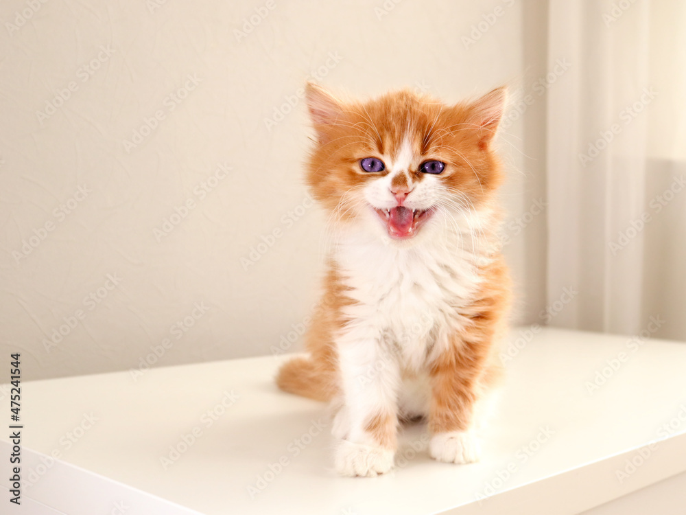 Ginger kitten sits and opened his mouth, showed his teeth