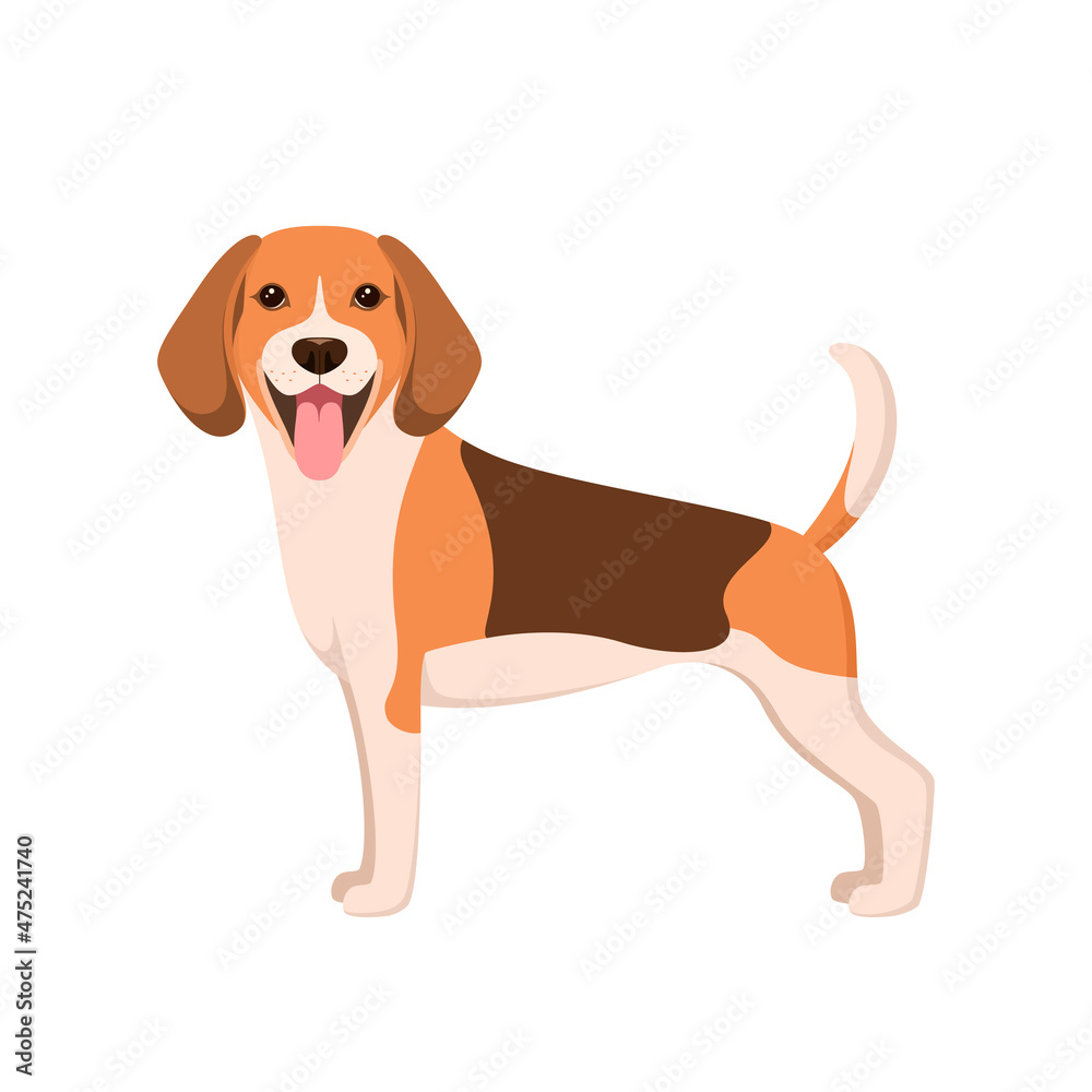 Funny beagle on a white background. A dog in a cartoon design.
