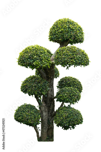 tree isolated include clipping path on white background