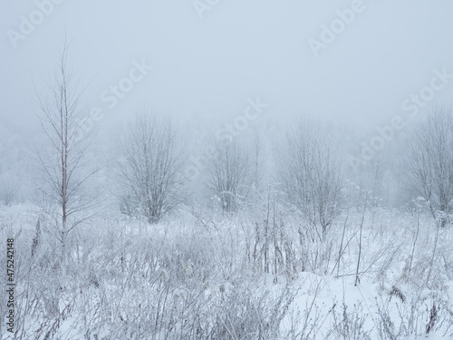 winter frozen field with small trees