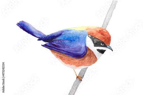 watercolor drawing of Black-throated Bushtit songbird bird. Aegithalos concinnus photo
