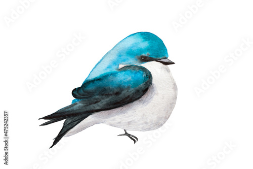 watercolor drawing of Mountain Bluebird blue bird isolated on white background.