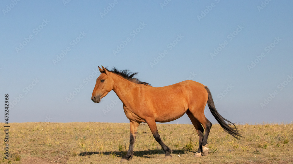 Fototapeta premium Wild Horse Mustang on Sykes Ridge in the Pryor Mountains Wild Horse Range on the border of Wyoming and Montana in the United States