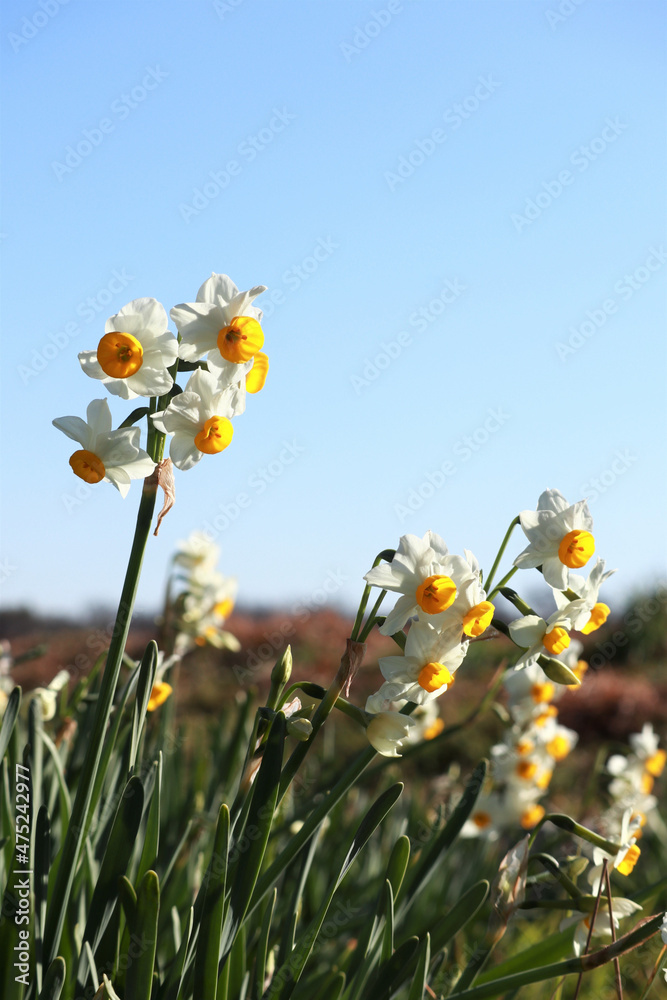 Obraz premium 水仙