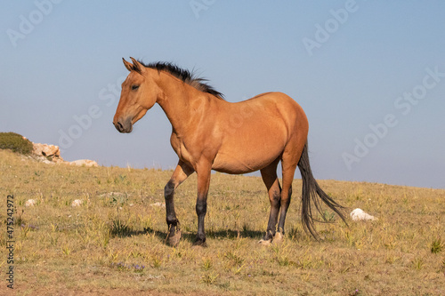 Feral Wild Horse Mustang in the Pryor Mountains Wild Horse Refuge Sanctuary on the border of Wyoming Montana in the United States