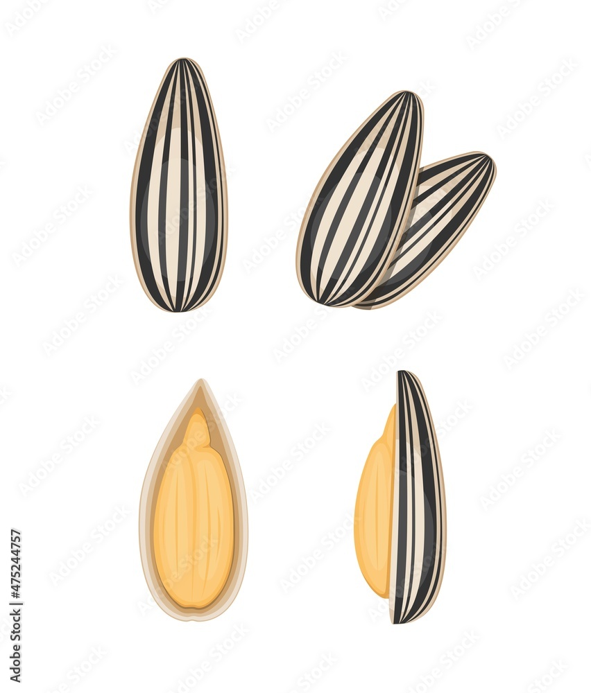 Guazi or Kuaci is a roasted plant seeds, popular snack in asian symbol set illustration vector