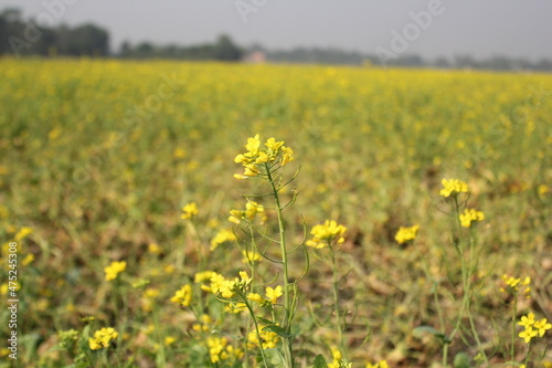 Closeup view of mustard flowers in the rural field © Alif_Mahamud