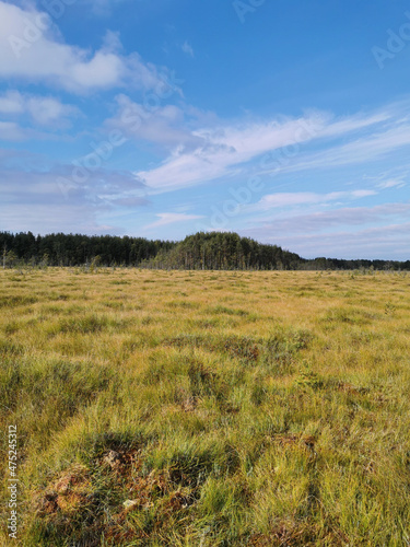 View of the swamp, where tall grass and trees grow against the background of the sky with beautiful clouds. © Elena