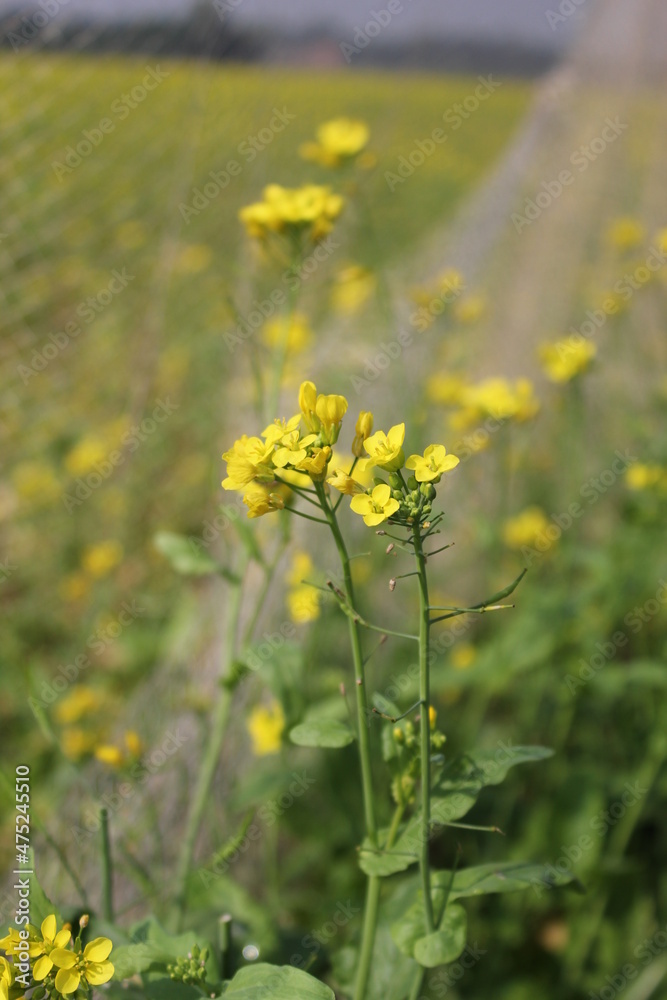 Closeup view of mustard flowers in the mustard field Closeup view of mustard flowers in the mustard field