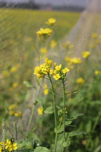 Closeup view of mustard flowers in the mustard field