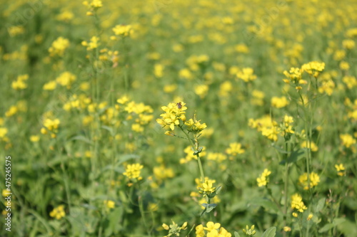 View of a rural mustard field