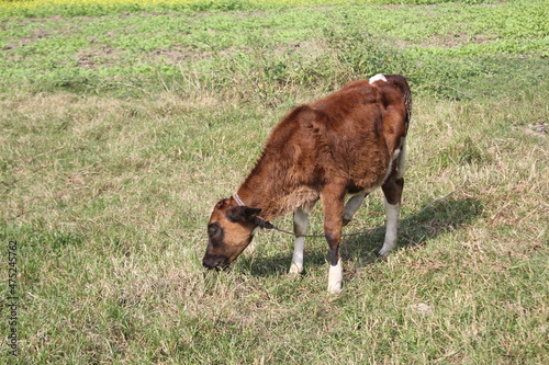 Little brown cow eating grass in the field