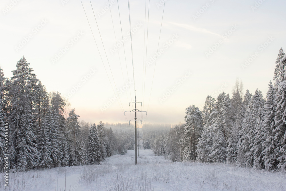 Pine and fir forest covered in snow