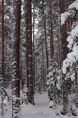 Pine and fir forest covered in snow