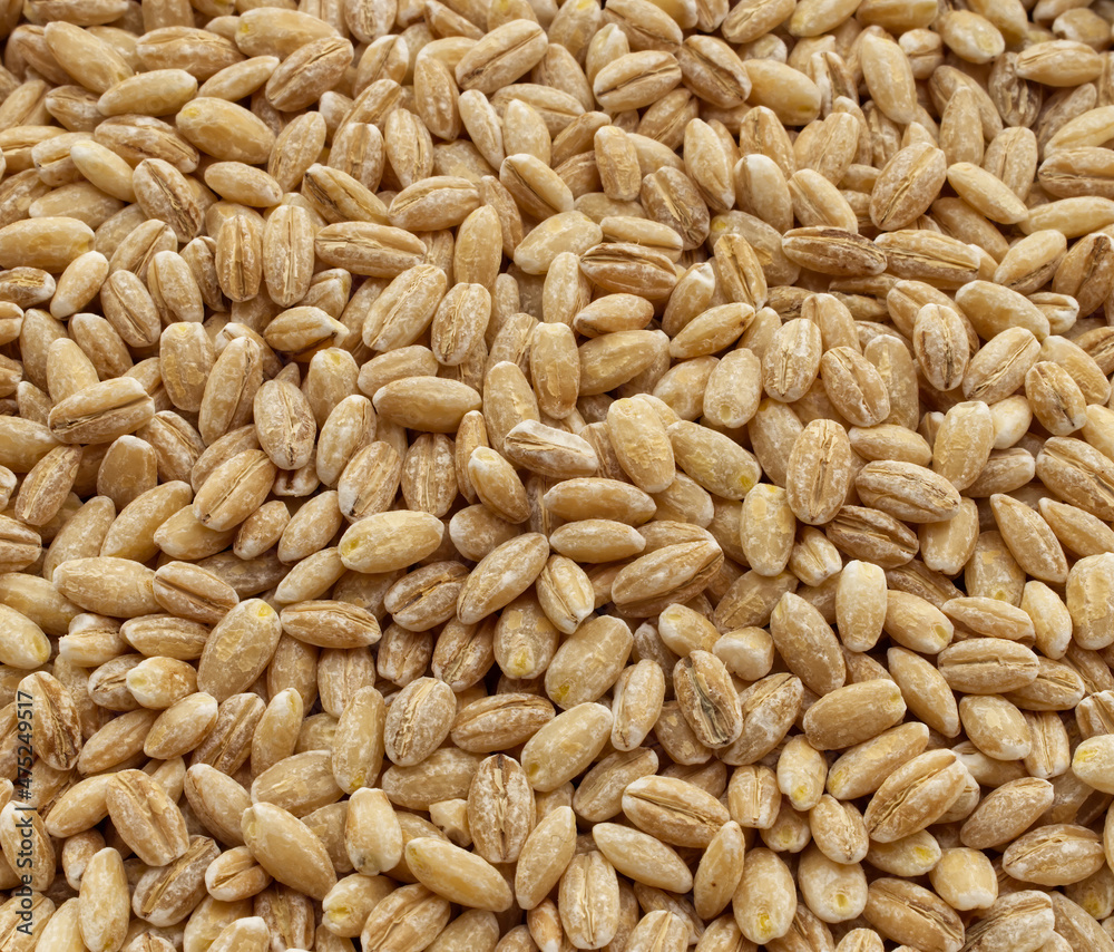 Background of natural barley grains view from the top Background of natural barley grains view from the top