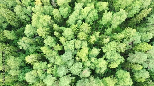 Autumn forest and withered tree aerial drone view 