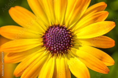 A deep pink Cape Marguerite daisy bloom  macro