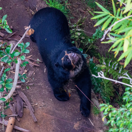 Andean bear walking in the forest along green vegetation photo