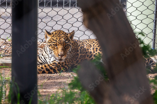 Jaguar laying on the ground in the fenced area of the zoo