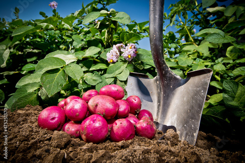 Closeup shot of red freshly picked potatoes in a field in Idaho